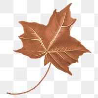 PNG Autumn maple leaf, transparent background