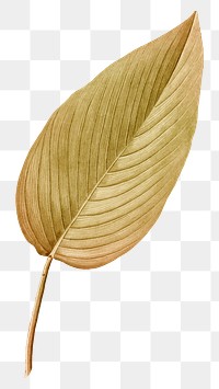 PNG Autumn brown leaf, transparent background