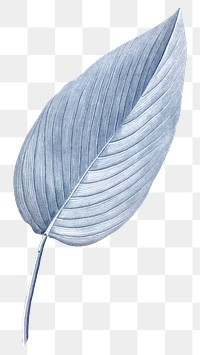 PNG vintage blue leaf, transparent background