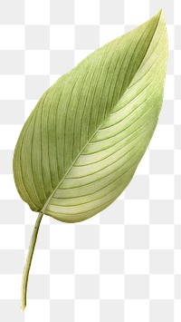 Vintage leaf png, transparent background