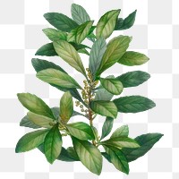 Vintage leaf png botanical, transparent background