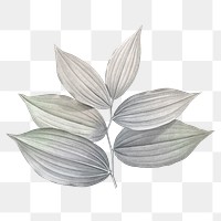 Gray leaf png vintage, transparent background