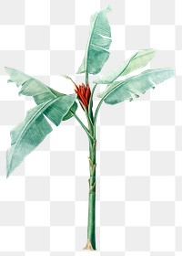 Tropical plant png vintage heliconia, transparent background