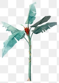 Tropical plant png vintage heliconia, transparent background