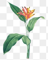 Parrot heliconia png tropical plant, transparent background