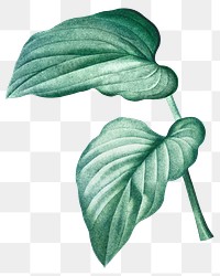 Vintage leaf png green, transparent background
