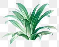 Agave plant png, transparent background