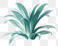 Agave plant png, transparent background