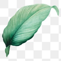 Vintage leaf png green, transparent background