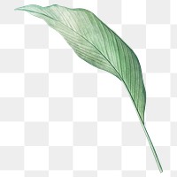 Vintage leaf png green, transparent background