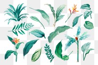 Tropical leaf png illustration set, transparent background