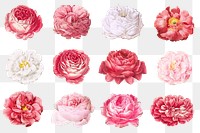 PNG pink flower set, collage element, transparent background