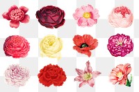 PNG pink flower set, collage element, transparent background