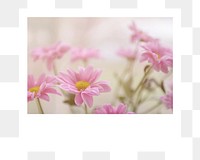 PNG Pink flower instant film frame, transparent background