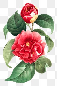 Blooming red rose png vintage flower, transparent background