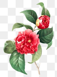 Blooming red rose png vintage flower, transparent background