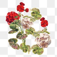 Red & white geranium png vintage flower, transparent background
