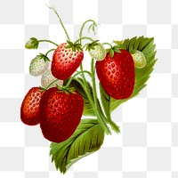 Strawberry png sticker, transparent background. Free public domain CC0 image.