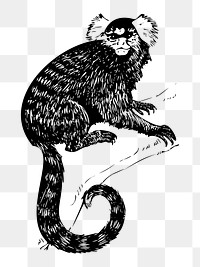 PNG Common Marmoset clipart, transparent background. Free public domain CC0 image.