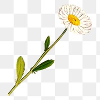 Flower png sticker, transparent background. Free public domain CC0 image.