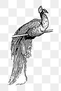 Peacock png illustration, transparent background. Free public domain CC0 image.