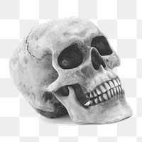 Human skull Halloween png illustration, transparent background. Free public domain CC0 image.