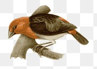 Small bird png illustration, transparent background. Free public domain CC0 image.