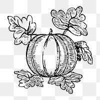 Pumpkin png illustration, transparent background. Free public domain CC0 image.