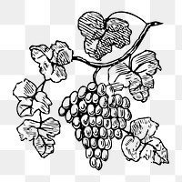 Grape png illustration, transparent background. Free public domain CC0 image.