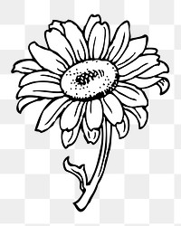 Sunflower png illustration, transparent background. Free public domain CC0 image.
