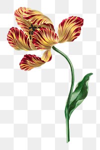 PNG yellow exotic flower, collage element, transparent background