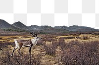 PNG Deer animal wildlife border, transparent background