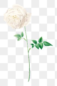 PNG white rose flower botanical, collage element, transparent background