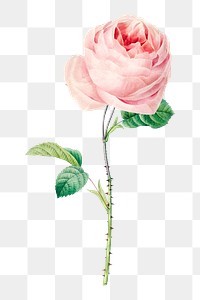 PNG cabbage rose flower botanical, collage element, transparent background