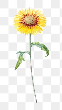 PNG blanket flower botanical, collage element, transparent background