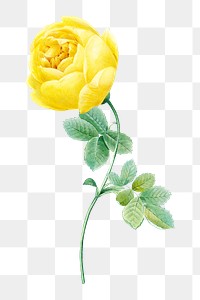 PNG yellow rose flower botanical, collage element, transparent background