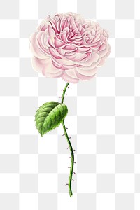 PNG hand drawn pink Chinese rose flower, collage element, transparent background