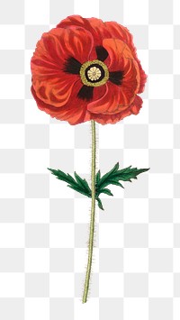 PNG red common poppy flower vintage sketch, collage element, transparent background
