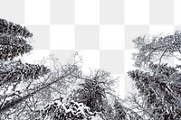 PNG Winter pine forest  border, transparent background