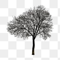 Png winter tree, isolated collage element, transparent background