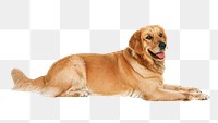 Golden retriever dog png, transparent background