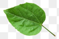 Single green leaf png, transparent background