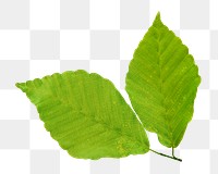 Green leaf png, transparent background