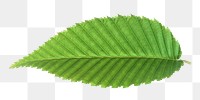 Nature png green leaf , transparent background