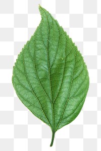 Green nature leaf png, transparent background