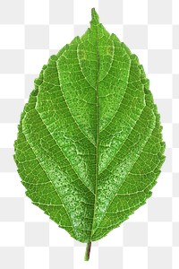 Green tree leaf png, transparent background