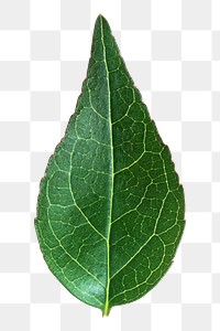 Dark green leaf png, transparent background