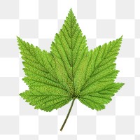 Green png maple leaf , transparent background
