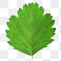 Green fresh leaf png, transparent background