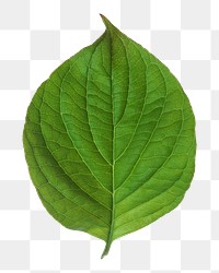 Green plant leaf png, transparent background